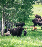 Bison Bites (Rangeland)